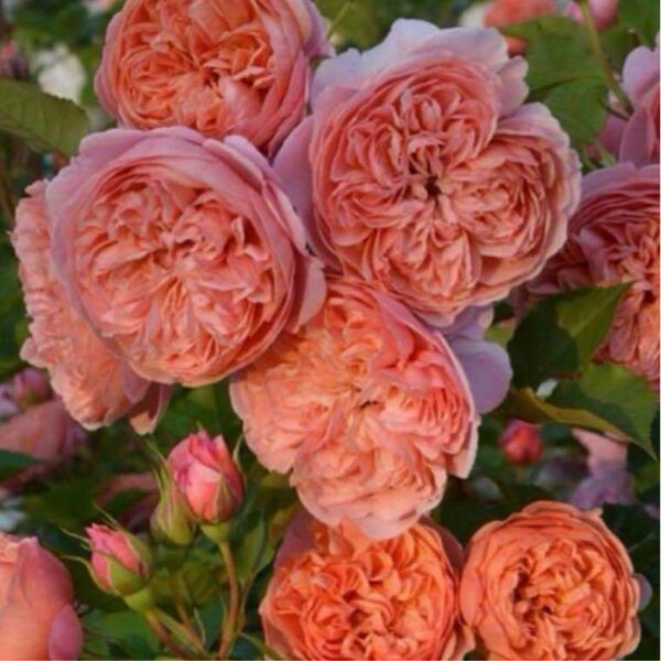 最新品種 超希少 入手困難 人気薔薇 バラ苗 強香 切り花品 メルカリ便D7