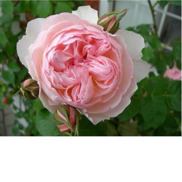 人気薔薇 バラ苗 切花品種 強香 イングリッシュローズ DA 蕾付きD9