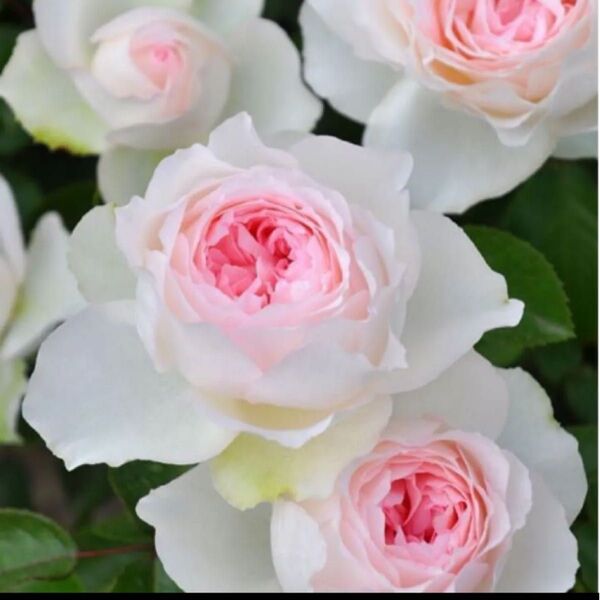 ロクサ〇〇 超人気薔薇 バラ苗 強香 切り花品種 とても元気