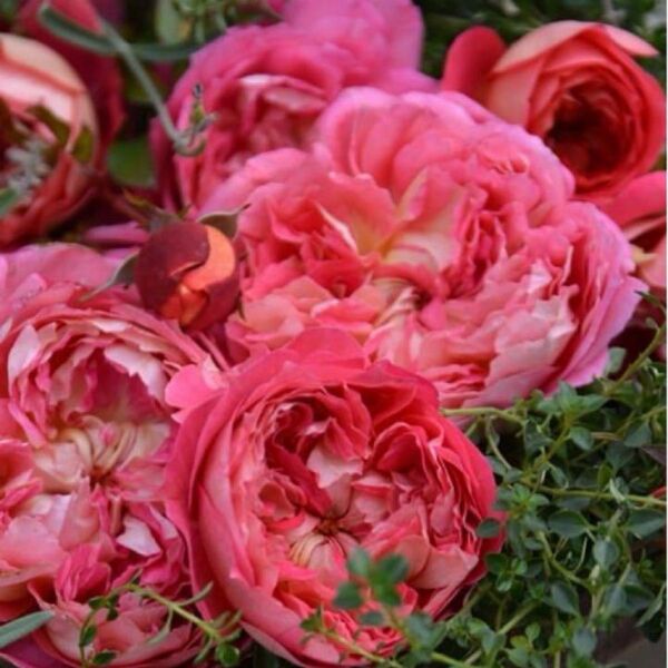薔薇苗 アル○○ バラ苗 希少 切り花品種 薔薇