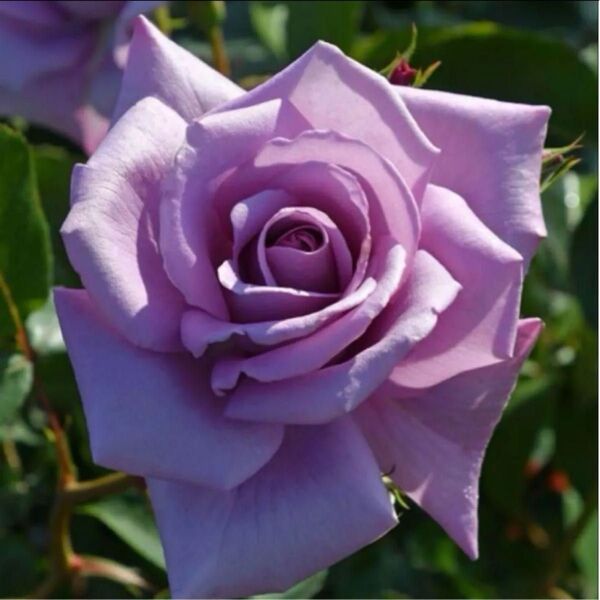 薔薇 バラ苗 切花品種 大輪 大きめ、太め メルカリ便E9