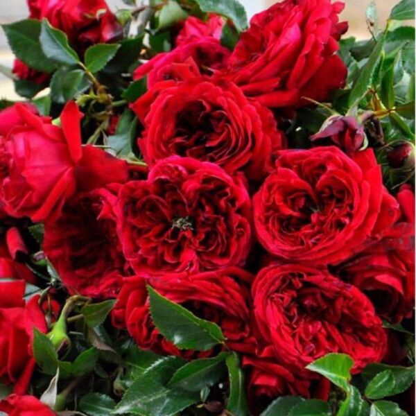 リパブリッ○〇〇 人気薔薇 バラ苗 切り花品種 大きめ メルカリ便D11