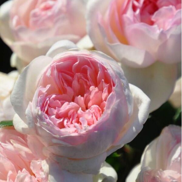 2年生大苗 プリンセスヴェ〇〇薔薇 バラ苗 四季咲き 切花品種薔薇 メルカリ便