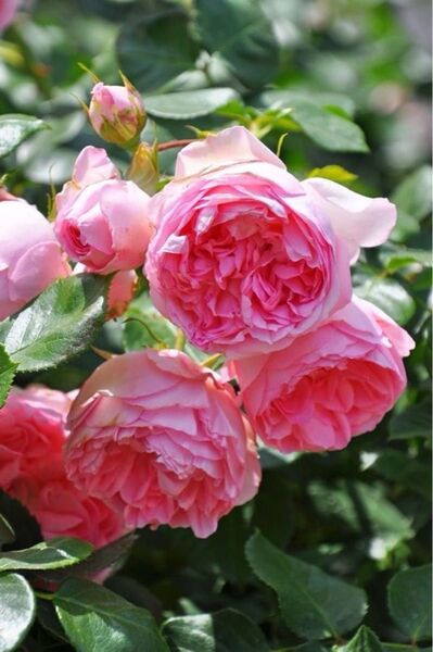 ギィドゥモ〇〇バラ苗 人気薔薇 切り花品種 強香 希少 メルカリ便E1