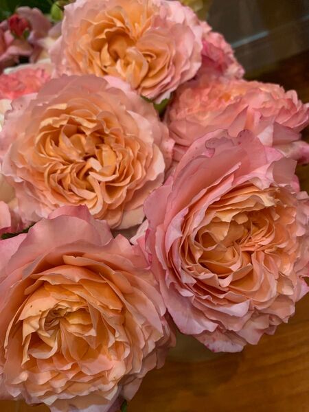 激レアバラ 入手困難 美しい 切花品種 花持ちいい