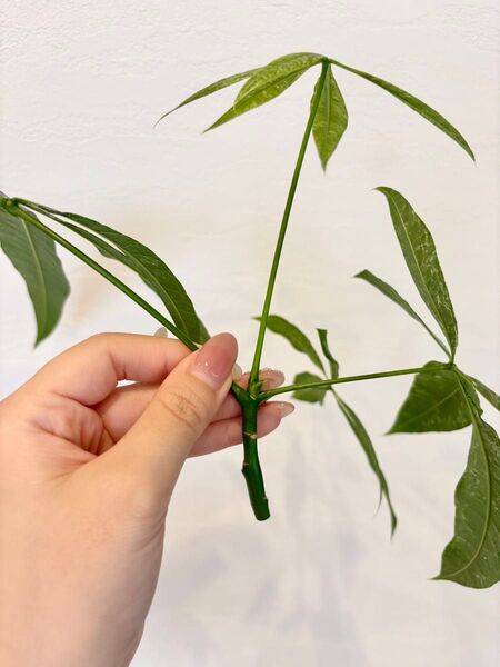 パキラ ミルキーウェイ 斑入 ③ 挿し木 トップカット