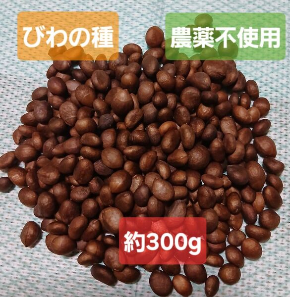 鹿児島県産 びわの種 約300g 安心安全 農薬不使用 陰干し乾燥 ビワ 枇杷