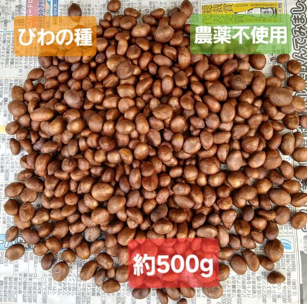 鹿児島県産 びわの種 約500g 安心安全 農薬不使用 陰干し乾燥 ビワ 枇杷