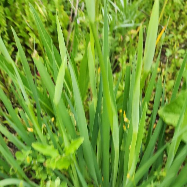 あやめ白蕾付き20苗