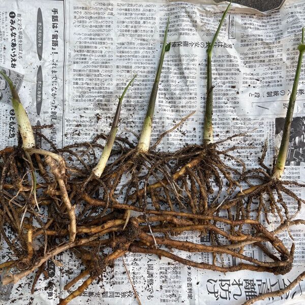ミョウガの苗 根つき 地下茎 5本 ⑤