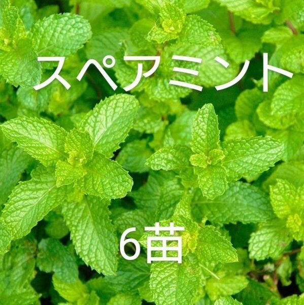 無農薬スペアミントの苗6本【自然栽培】②