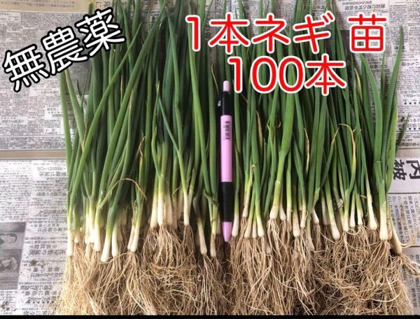 無農薬 1本ネギ 苗 100本 野菜 家庭菜園 節約 栽培