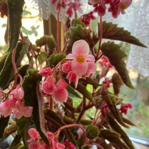 木立ベコニアの発根済み苗2本