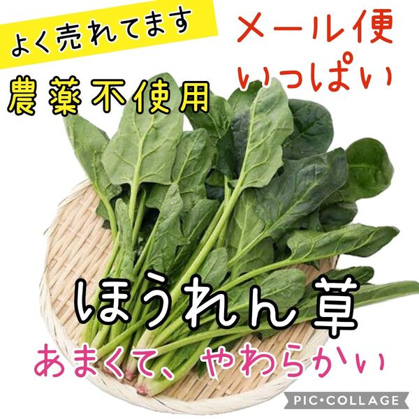 ほうれん草 農薬不使用 メール便 ネコポス いっぱい