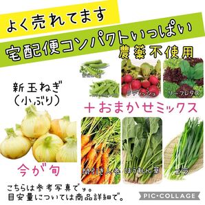 野菜セット 新玉ねぎ おまかせ ほうれん草 コンパクト 詰め合わせ 間引き人参 そら豆 レタス ニラ