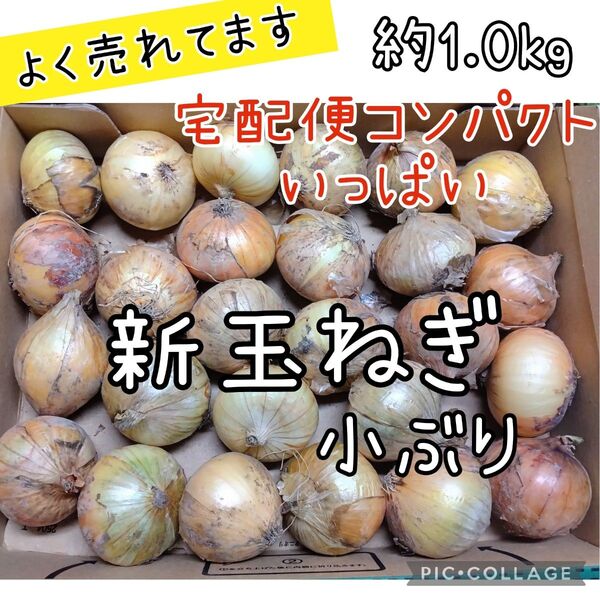 訳あり 野菜セット 新玉ねぎ コンパクト