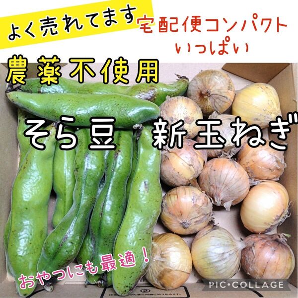 野菜セット 新玉ねぎ そら豆 コンパクト 詰め合わせ 農薬不使用