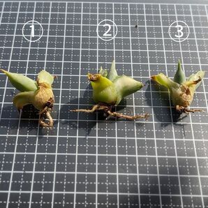 アガベ 王妃雷神錦 白中斑 子株セット