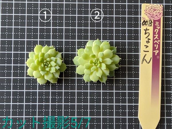 ミックスベリア ちょこん カット苗