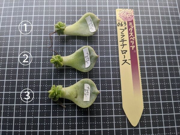 ミックスベリア プラチナローズ 葉挿し