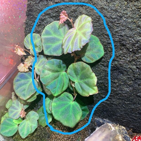 ベゴニア サラワク Begonia sp Sarawak セラギネラsp