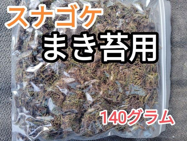 【まき苔用スナゴケ】 園庭・グランドカバー