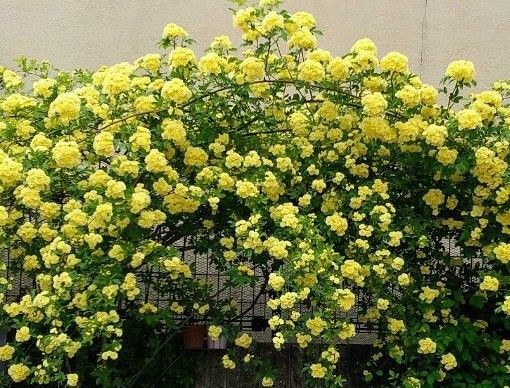 モッコウバラ 挿し穂5本 根は有りません