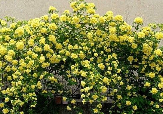 モッコウバラ 挿し穂7本 (根は有りません)