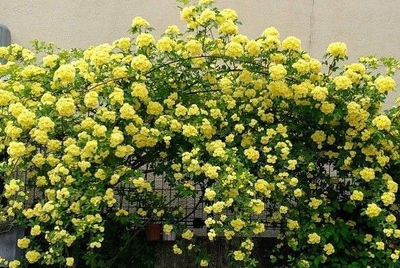 モッコウバラ 挿し穂7本 (根無し)