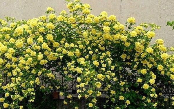 モッコウバラ 挿し穂10本