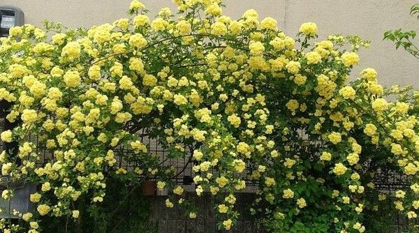 モッコウバラ 挿し穂 5本 (根無し)