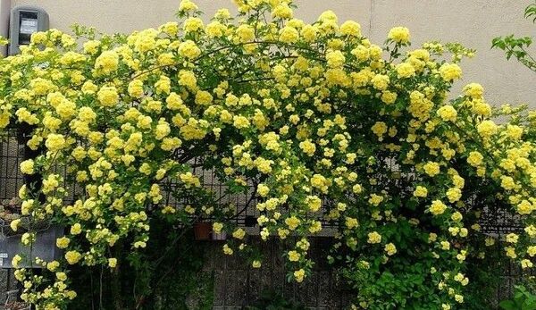 モッコウバラ挿し穂7本 根は有りません