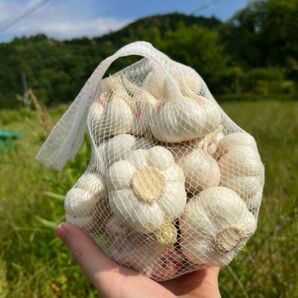 新ニンニク 2kgまとめ売り 自家栽培 和歌山県産