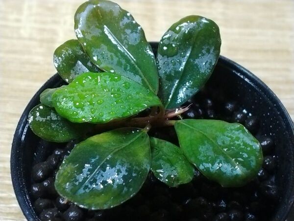 ブセファランドラspバタンカワ⑩ Bucephalandra sp.Batang Kawa