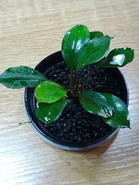 ブセファランドラsp ディープブルーBucephalandra sp. DeepBlue
