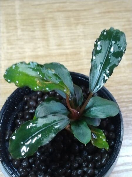 ブセファランドラspブラウニーゴースト② Bucephalandra sp.Brownie Ghost