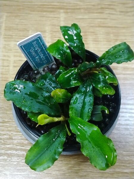 ブセファランドラsp. グリーンウェービー⑥ Bucephalandra sp. Green Wavy(2株)
