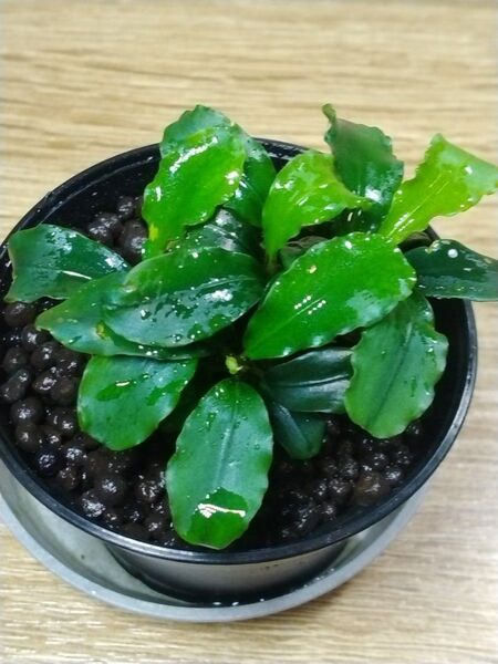 ブセファランドラsp. グリーンウェービー⑨ Bucephalandra sp. Green Wavy