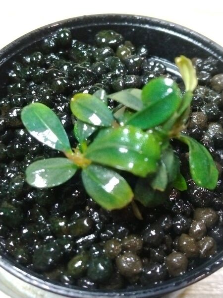 ブセファランドラspブラウニーフェニックス⑥ Bucephalandra sp.BrowniePhoenix