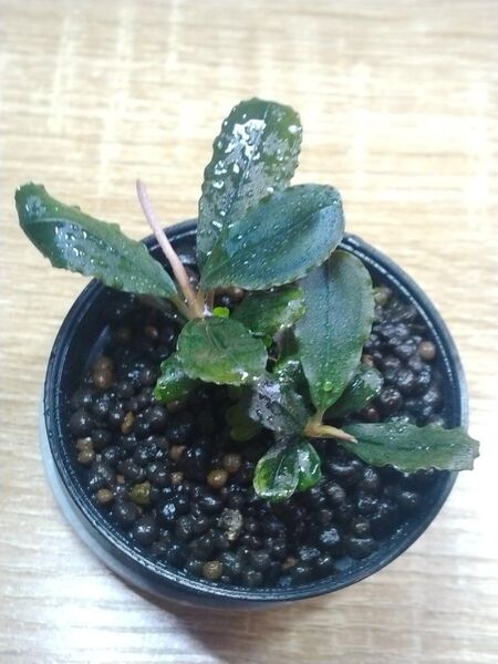 ブセファランドラspブラウニーパープル① Bucephalandra sp.Brownie Purple