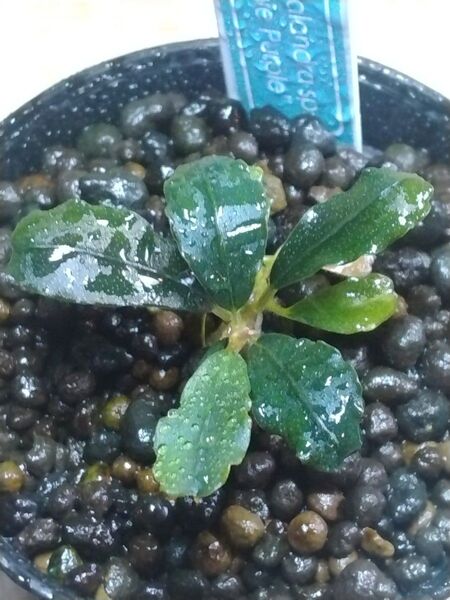 ブセファランドラspブラウニーパープル② Bucephalandra sp.Brownie Purple