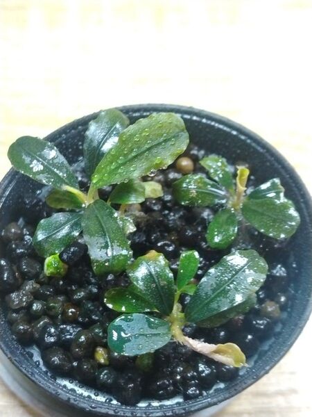 ブセファランドラspブラウニーパープル④ Bucephalandra sp.Brownie Purple