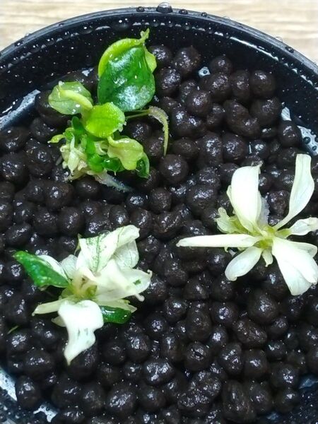 ブセファランドラ sp. ピグマエアマーブル③ Bucephalandra sp. pygmaea marble