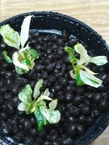 ブセファランドラ sp. ピグマエアマーブル⑤ Bucephalandra sp. pygmaea marble