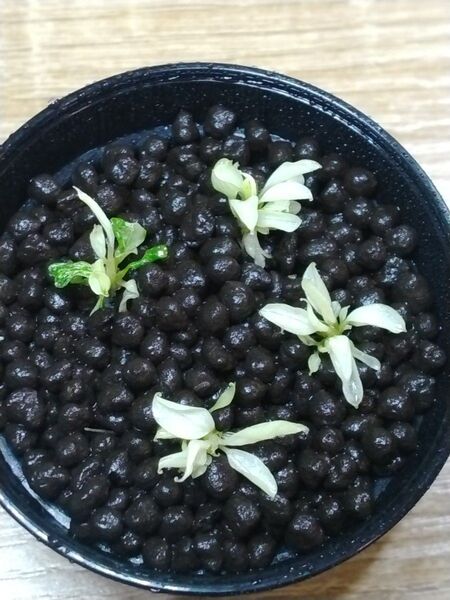 ブセファランドラ sp. ピグマエアマーブル⑦ Bucephalandra sp. pygmaea marble