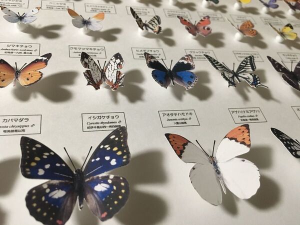 蝶の標本ペパクラ1/2サイズ(額なしキット)