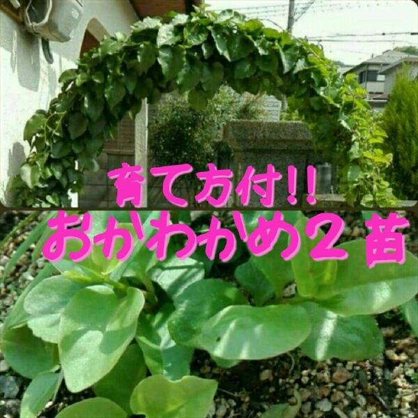 ミネラル8倍!抜き苗・おかわかめ2株■オカワカメ・雲南百薬(うんなんひゃくやく)アカザカズラ