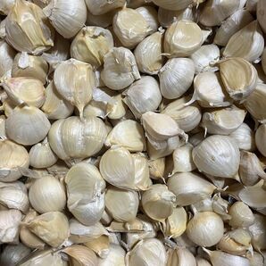 青森県産 バラ にんにく 4kg