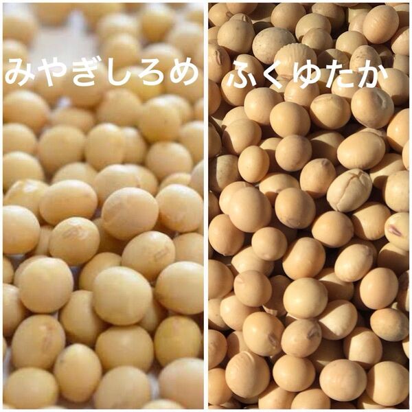 ☆国産大豆☆宮城県産みやぎしろめと 大分県産ふくゆたか セット