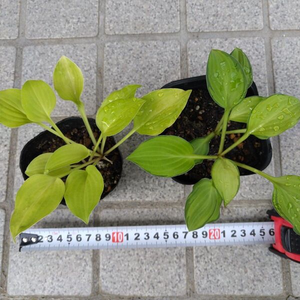 小さなホスタ2種類 エメラルドティアラとリトルオーレア